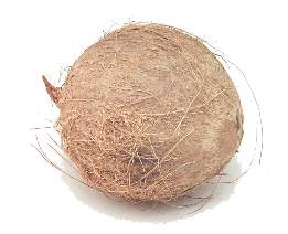 Coconut