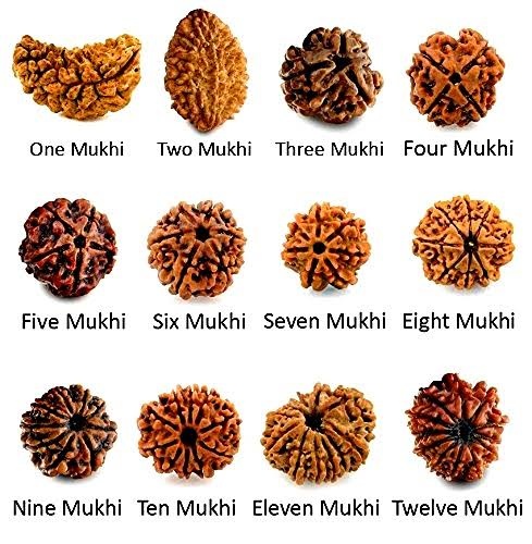 Original Rudraksha